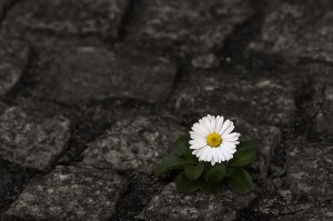 lonely-flower